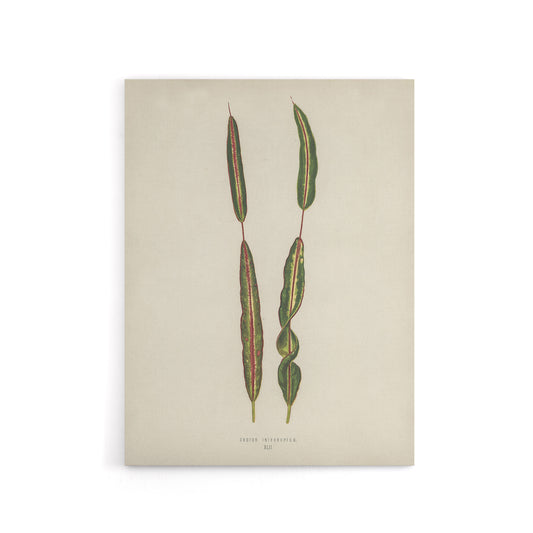 Vintage Botanical Croton Interruptum Leaf Fawcett Canvas Wall Art
