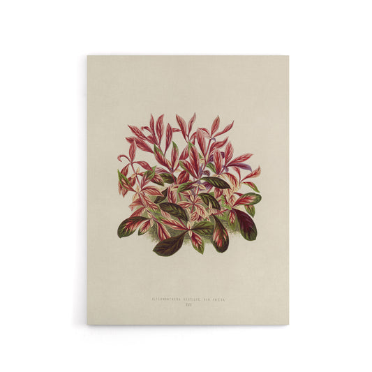 Vintage Botanical Dwarf Copperleaf Fawcett Canvas Wall Art