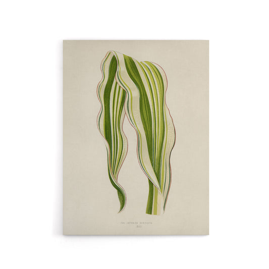 Vintage Botanical Striped Maize Corn Leaf Fawcett Canvas Wall Art