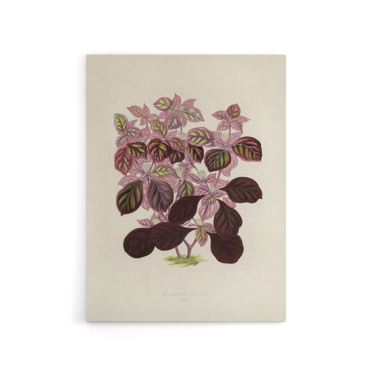 Joyweed Plant Vintage Botanical Artwork Fawcett Canvas Wall Art