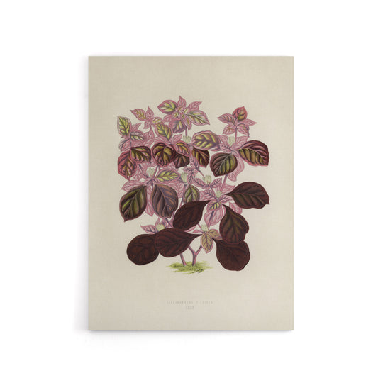 Joyweed Plant Vintage Botanical Artwork Fawcett Canvas Wall Art
