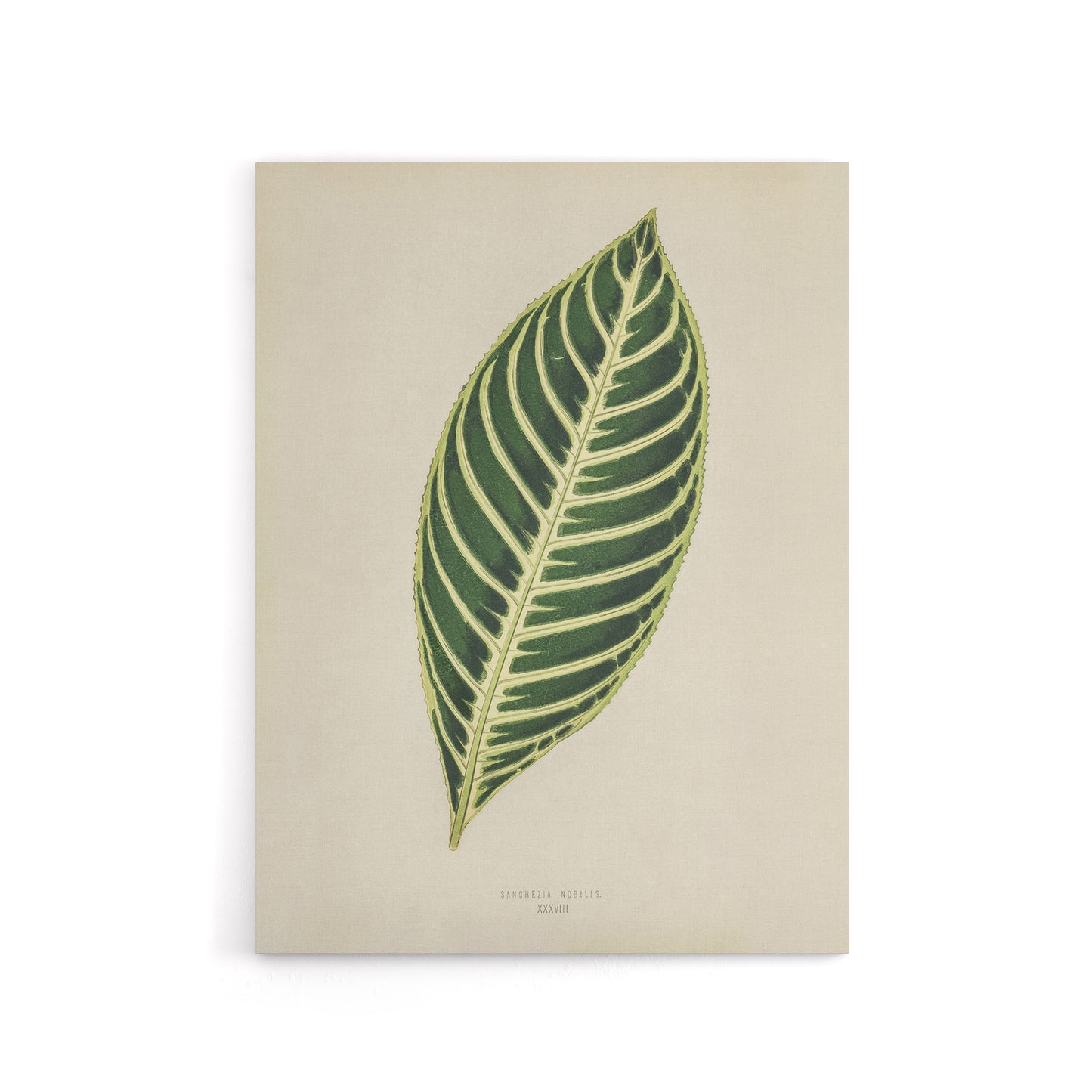 Vintage Botanical Tiger Plant Leaf Fawcett Canvas Wall Art