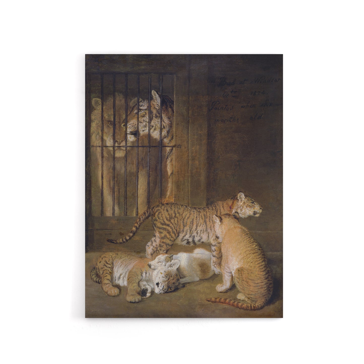 Whelps Lion and Tigress in Zoo Cage Agasse Canvas Wall Art