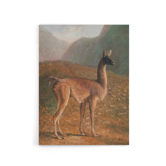 Guanaco Llama in Mountain Landscape Agasse Canvas Wall Art