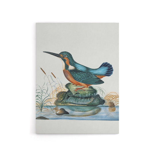 Common Kingfisher Vintage Illustration Bolton Canvas Wall Art
