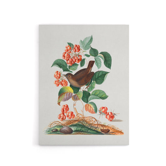 Eurasian Wren and Raspberry Plant Bolton Canvas Wall Art