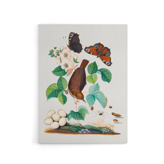House Wren Butterflies Beetle and Spider Bolton Canvas Wall Art