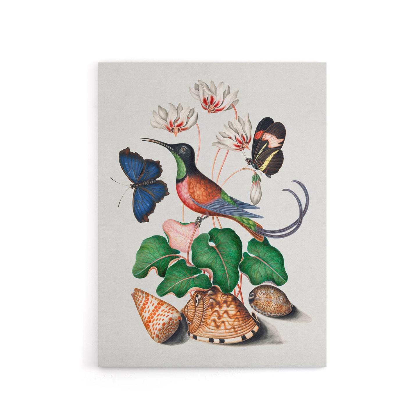 Hummingbird Cyclamen Butterflies Seashells Bolton Canvas Wall Art