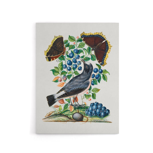 Northern Wheatear and Mourning Cloak Bolton Canvas Wall Art