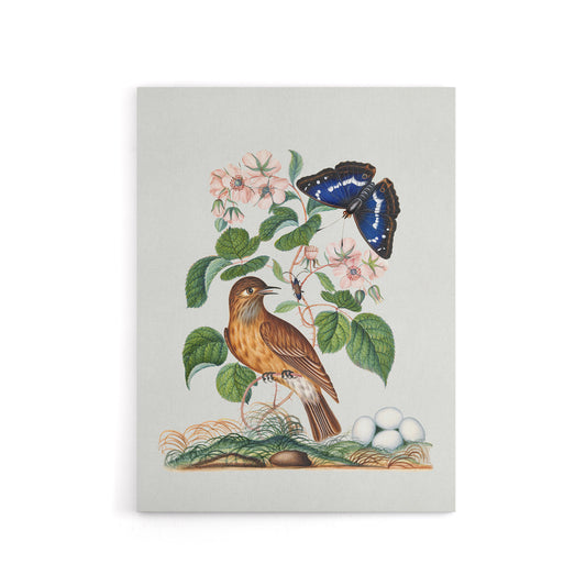 Spotted Flycatcher and Purple Emperor Bolton Canvas Wall Art