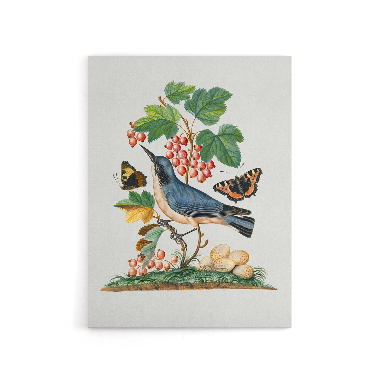 Warbler Bird and Red Admiral Butterfly Bolton Canvas Wall Art