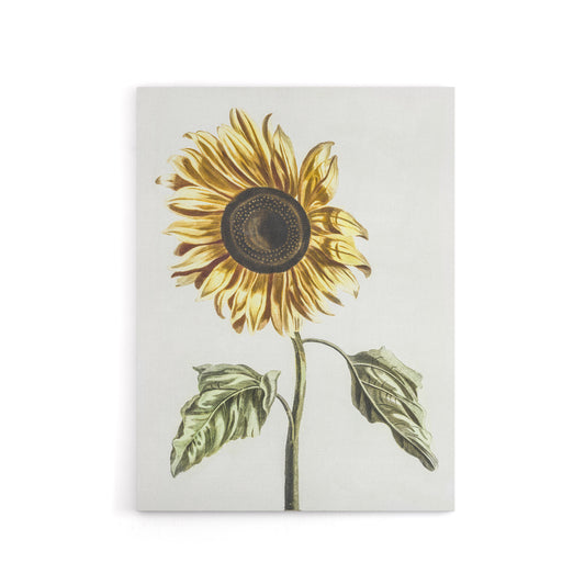 Sunflower Vintage Flower Painting Teyler Canvas Wall Art