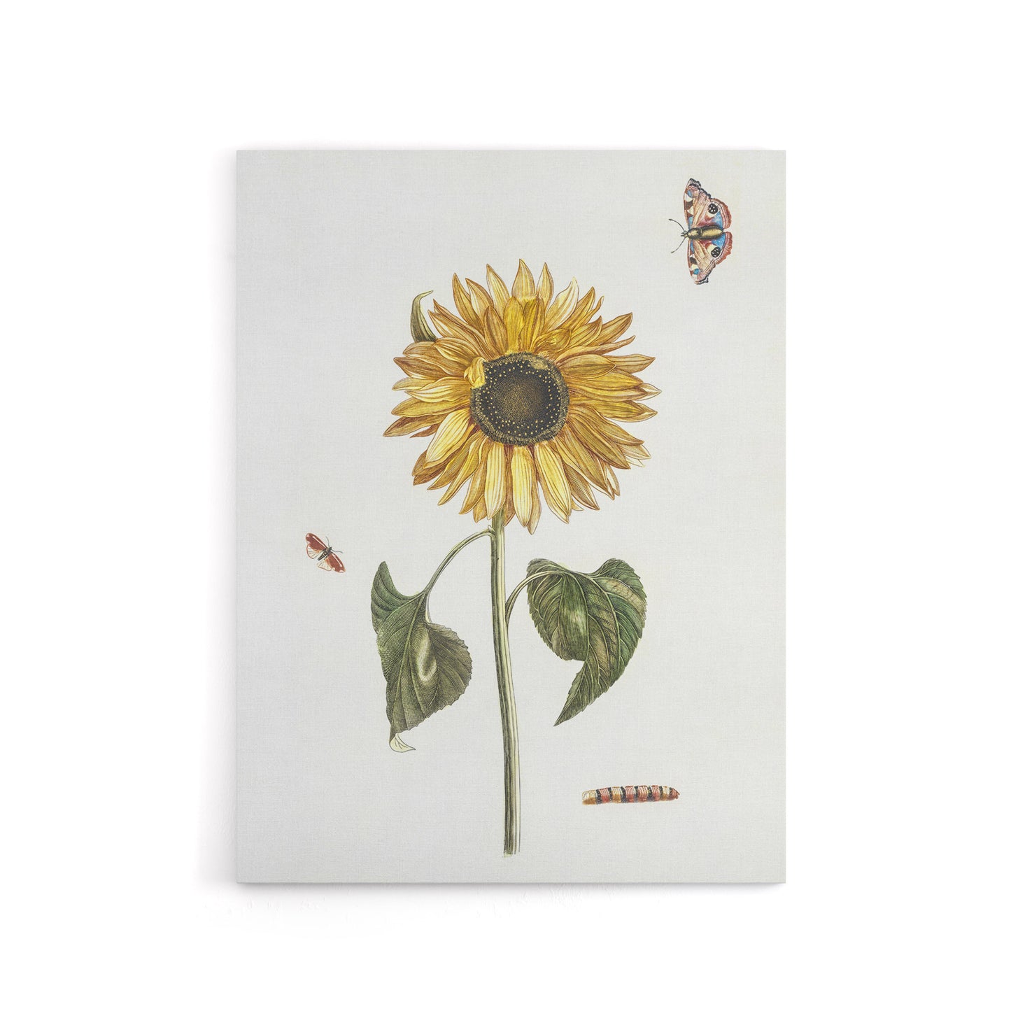 Sunflower Caterpillar And Two Butterflies Teyler Canvas Wall Art
