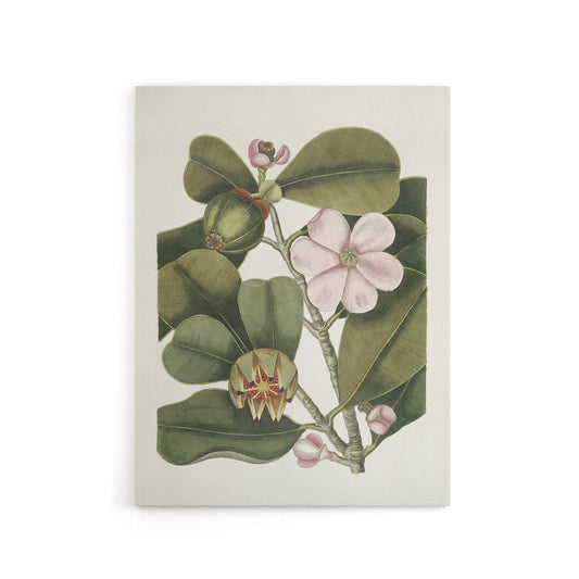 Balsam Tree Flower Vintage Botanical Catesby Canvas Wall Art