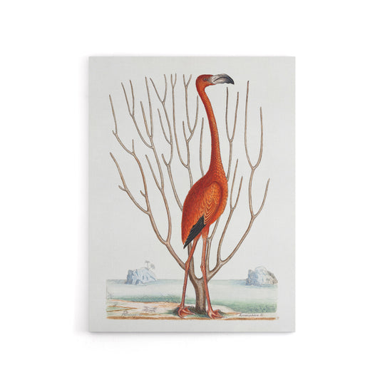 Flamingo Bird Vintage Illustration Catesby Canvas Wall Art