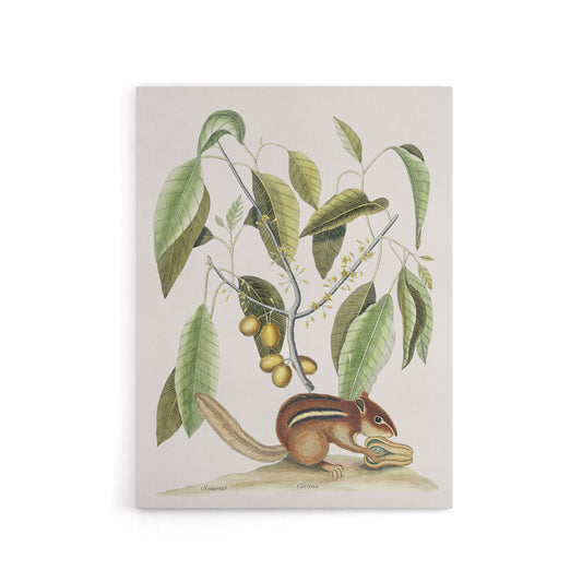 Ground Squirrel and Wild Nutmeg Mark Catesby Canvas Wall Art