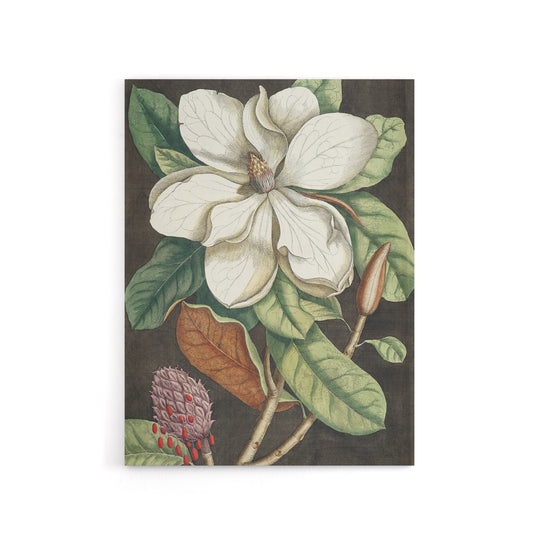 Altissima Flower Laurel Tree Magnolia Catesby Canvas Wall Art