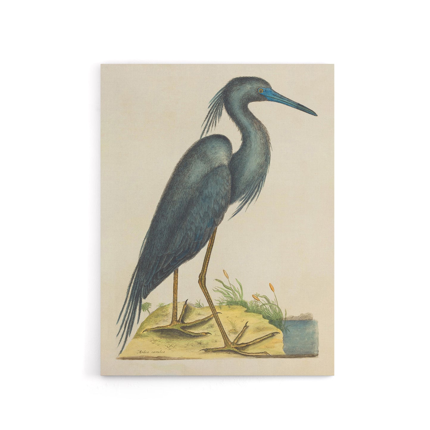 Blue Heron Natural History Illustration Catesby Canvas Wall Art