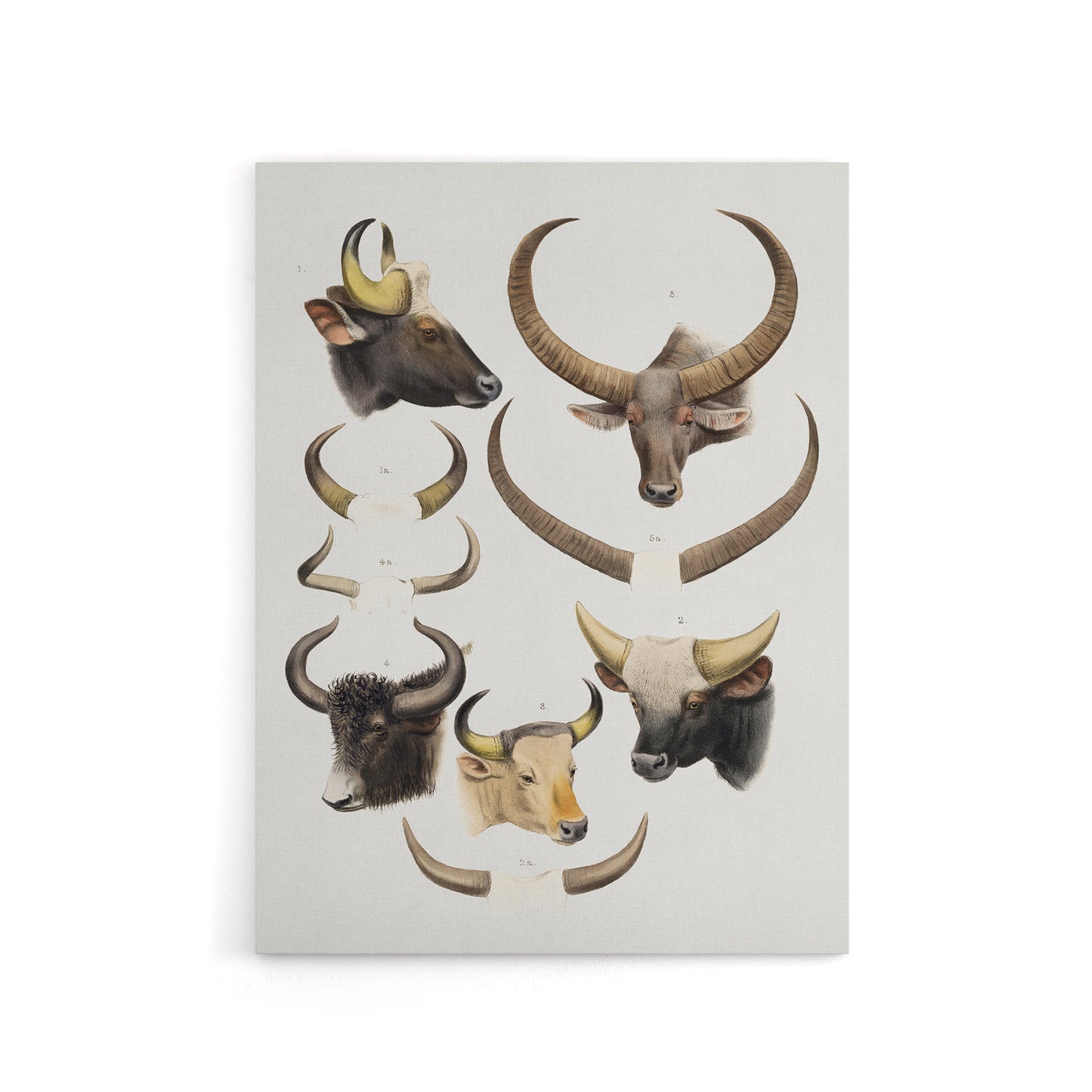 Bovine Animal Horns Vintage Illustration Lydekker Canvas Wall Art