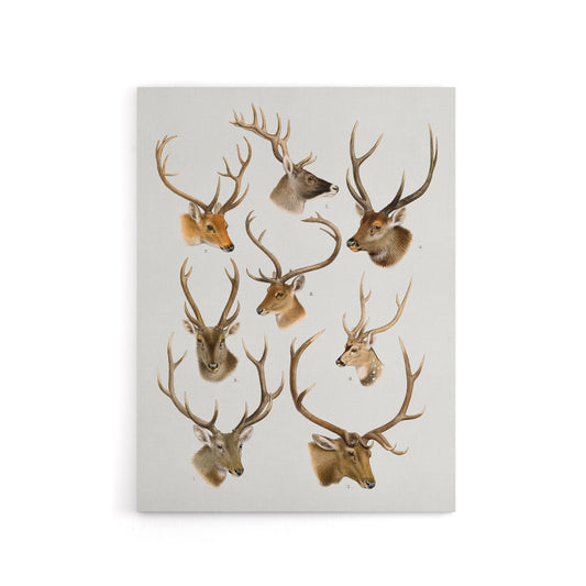 Vintage Illustration of Deer Species Lydekker Canvas Wall Art
