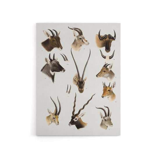 Bovidae Animals Vintage Illustration Lydekker Canvas Wall Art