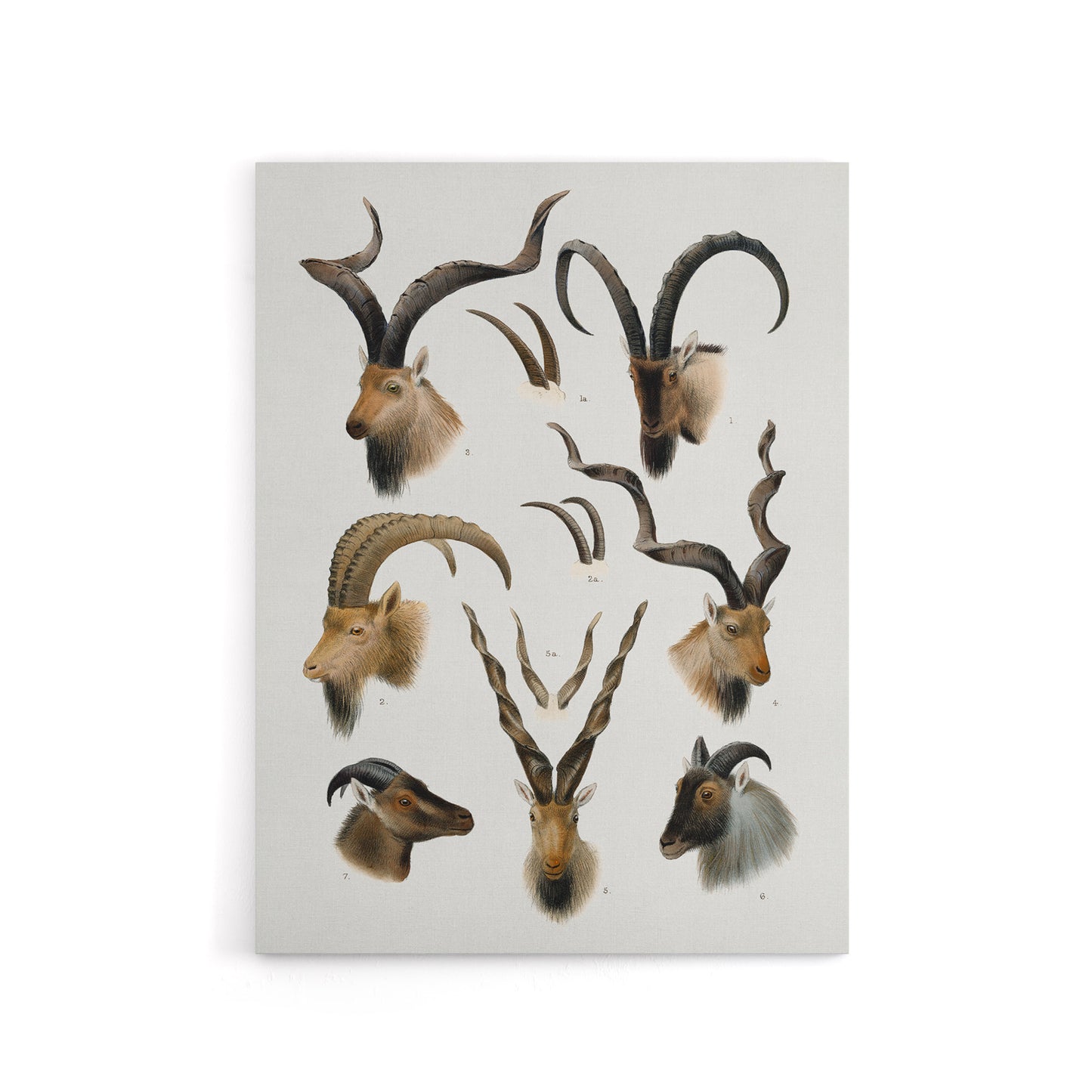 Vintage Illustration Bovidae Animals Lydekker Canvas Wall Art