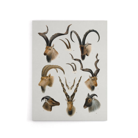 Vintage Illustration Bovidae Animals Lydekker Canvas Wall Art