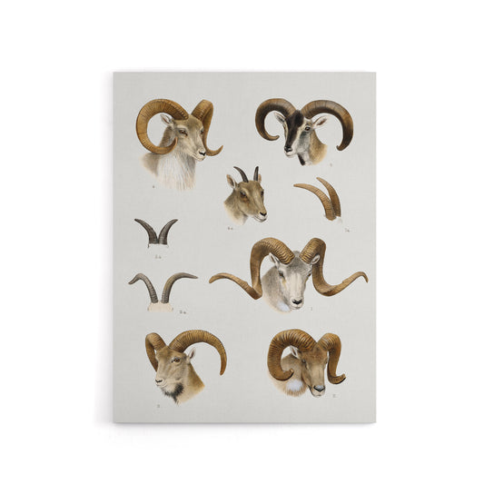 Wild Bovidae Vintage Illustration Lydekker Canvas Wall Art