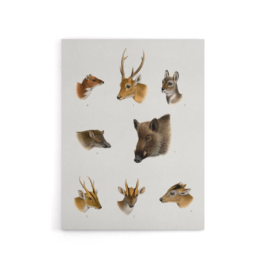 Wildlife Animals Vintage Illustration Lydekker Canvas Wall Art