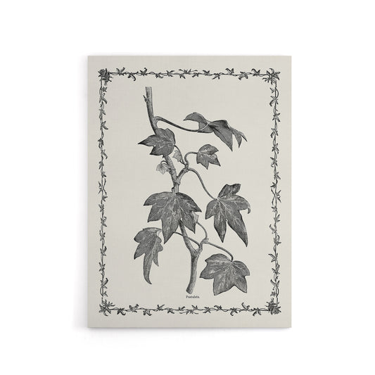 Vintage Botanical Pustulata Leaves Hibberd Canvas Wall Art