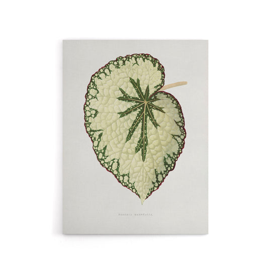 AF Lydon Benjamin Fawcett Begonia Marshall Leaf Canvas Wall Art Print