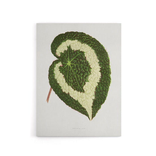 AF Lydon Benjamin Fawcett Begonia Red Leaf Canvas Wall Art Print