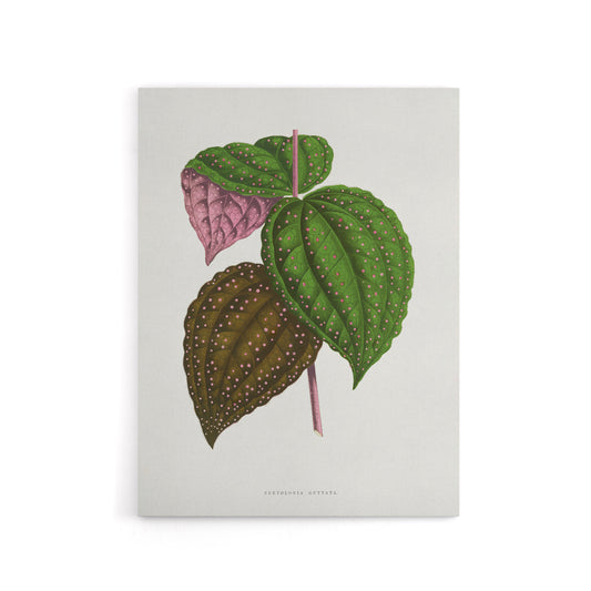 AF Lydon Benjamin Fawcett Bertolonia Guttata Leaves Canvas Wall Art Print