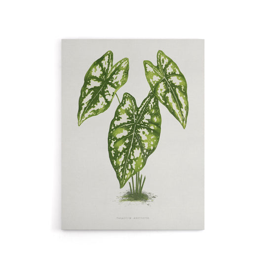 AF Lydon B Fawcett Caladium Humboldtii Leaves Canvas Wall Art Print