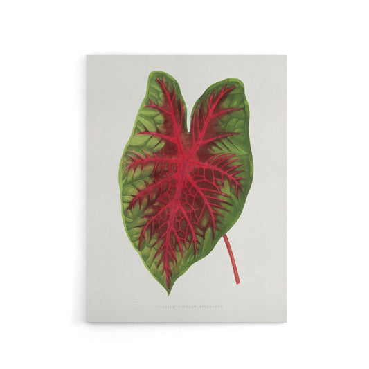 AF Lydon B Fawcett Caladium Bicolor Splendens Leaf Canvas Wall Art Print