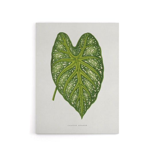AF Lydon Benjamin Fawcett Caladium Mirabile Leaf Canvas Wall Art Print