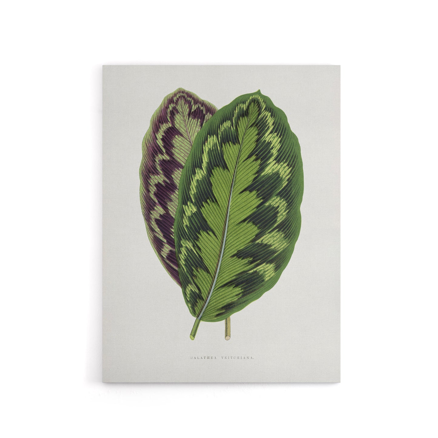 AF Lydon Benjamin Fawcett Calathea Veitchiana Leaf Canvas Wall Art Print