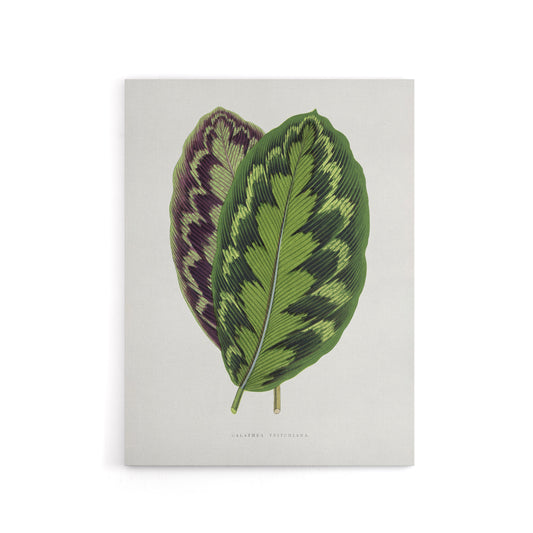 AF Lydon Benjamin Fawcett Calathea Veitchiana Leaf Canvas Wall Art Print