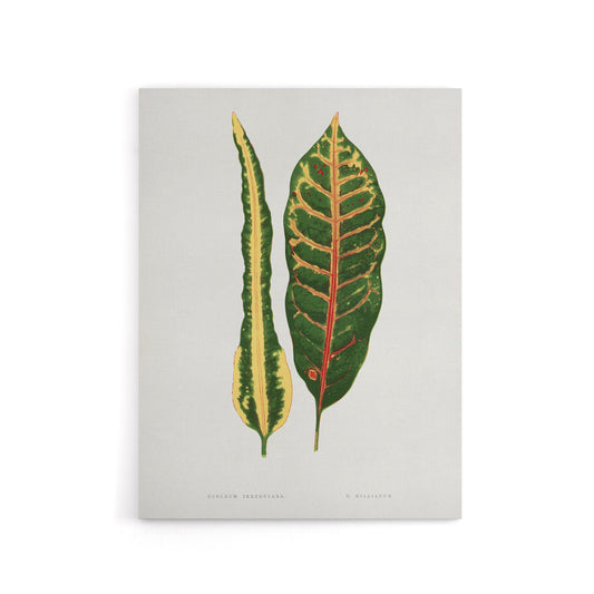 AF Lydon Benjamin Fawcett Croton Plant Leaf Varieties Canvas Wall Art Print