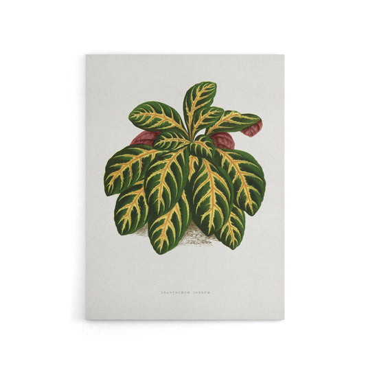 AF Lydon B Fawcett Eranthemum Igneum Golden Vein Plant Canvas Wall Art Print