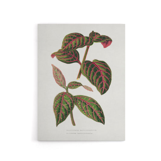 AF Lydon B Fawcett Eranthemum Sanguinolentum Leaves Canvas Wall Art Print