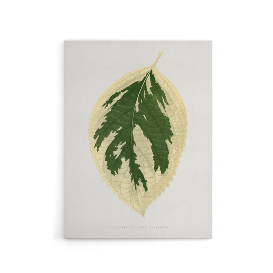 AF Lydon B Fawcett Hydrangea Japonica Variegata Leaf Canvas Wall Art Print