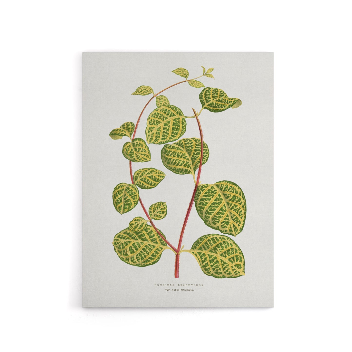 AF Lydon Benjamin Fawcett Lonicera Brachypoda Leaves Canvas Wall Art Print