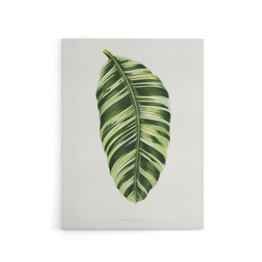 AF Lydon Benjamin Fawcett Musa Paradisiaca Vittata Canvas Wall Art Print