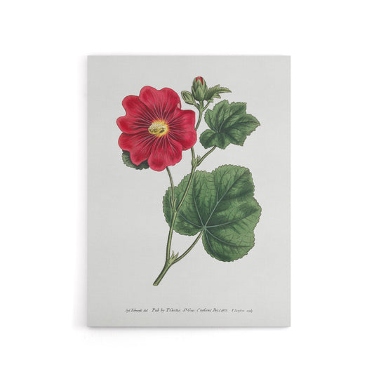 Francis Sansom Alcea Rosea Vintage Illustration Canvas Wall Art Print