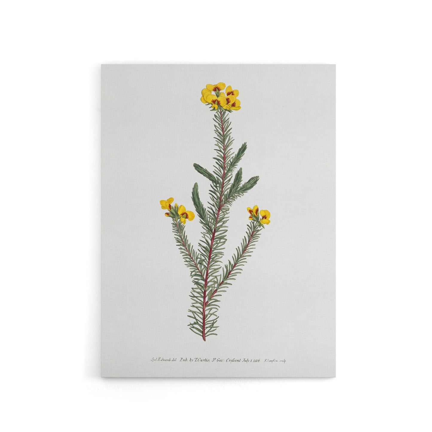 Sansom Smooth Parrot Pea Botanical Illustration Canvas Wall Art Print