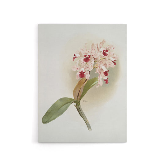 Frederick Sander Cattleya Amethystoglossa Orchid Canvas Wall Art Print