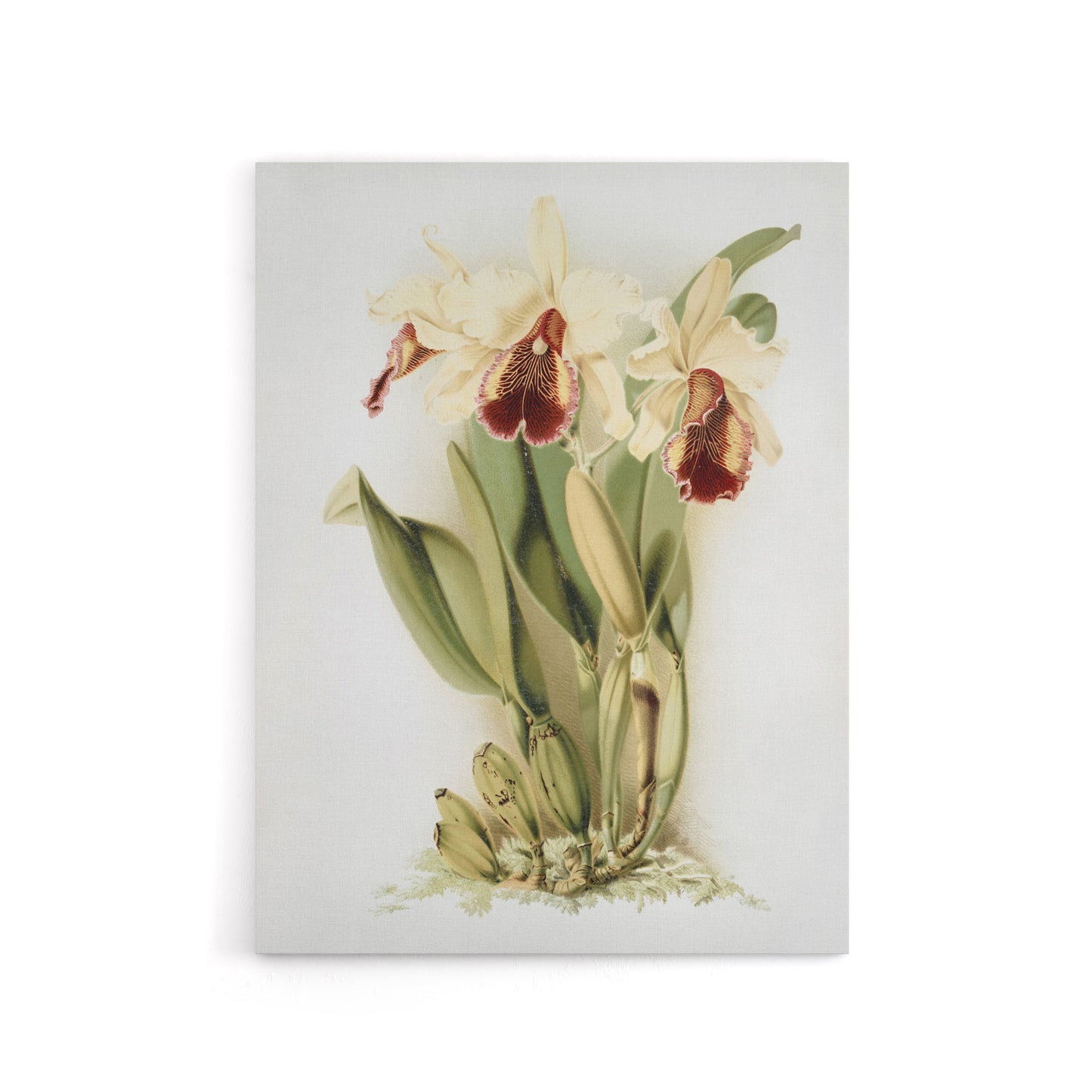 Frederick Sander Cattleya Aurea Orchid Flowers Canvas Wall Art Print