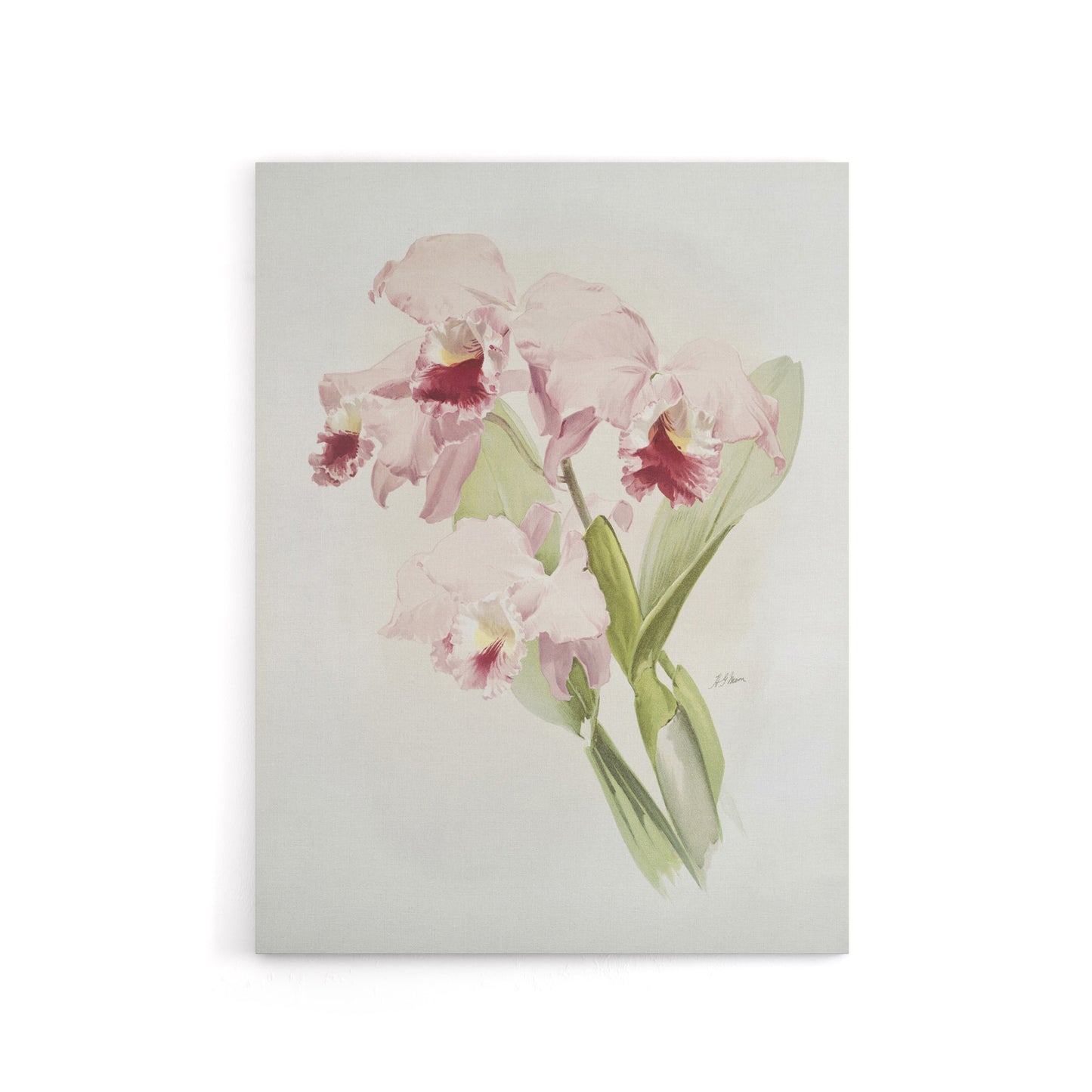 Frederick Sander Cattleya labiata Orchid Flowers Canvas Wall Art Print
