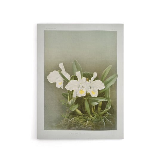 Frederick Sander Cattleya Trianae White Orchid Canvas Wall Art Print